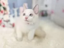 ラグドール【東京都・男の子・2025年8月21日・ブルーポイントバイカラー】の写真13