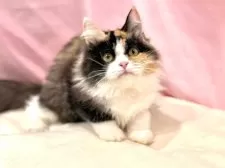 マンチカン(長足)【東京都・女の子・2025年4月16日・キャリコ】の写真13