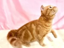 スコティッシュフォールド(折れ耳)【東京都・男の子・2025年4月14日・レッドタビー】の写真13