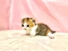 マンチカン(短足)【東京都・女の子・2025年10月11日・キャリコ】の写真13