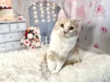 ノルウェージャンフォレストキャット【東京都・男の子・2025年7月2日・クリーム&ホワイト】の写真13