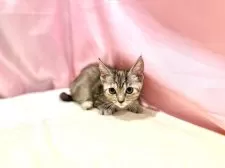 マンチカン(短足)【東京都・女の子・2025年8月23日・トーティ】の写真13