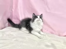 ノルウェージャンフォレストキャット【東京都・男の子・2025年8月2日・ブルー&ホワイト】の写真13