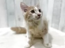 ノルウェージャンフォレストキャット【東京都・男の子・2025年7月2日・クリーム&ホワイト】の写真14