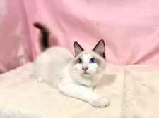 ラグドール【東京都・男の子・2025年7月13日・シールポイントバイカラー】の写真14