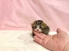 マンチカン(長足)【東京都・女の子・2025年10月19日・ブラウンタビー&ホワイト】の写真14