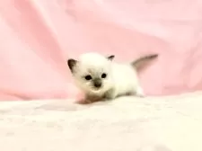 ラグドール【東京都・女の子・2025年10月11日・ブルーポイントミテッド】の写真14