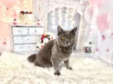 ブリティッシュショートヘア【東京都・男の子・2025年6月30日・ブルー】の写真14