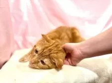 スコティッシュフォールド(折れ耳)【東京都・男の子・2025年4月14日・レッドタビー】の写真11