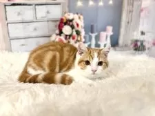 ミヌエット(長足)【東京都・男の子・2025年9月23日・レッドタビー&ホワイト】の写真14