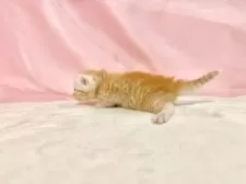 マンチカン(長足)【東京都・女の子・2025年10月11日・レッドタビー】の写真14