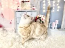 マンチカン(短足)【東京都・男の子・2025年7月16日・レッドタビー】の写真14