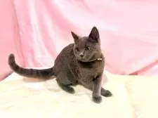 ブリティッシュショートヘア【東京都・女の子・2025年6月30日・ブルー】の写真14