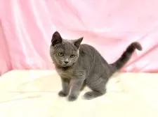 ブリティッシュショートヘア【東京都・女の子・2025年6月30日・ブルー】の写真15