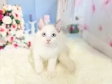 ラグドール【東京都・男の子・2025年8月21日・ブルーポイントバイカラー】の写真15