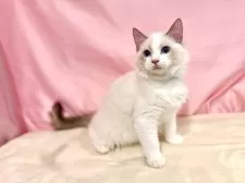 ラグドール【東京都・男の子・2025年7月13日・シールポイントバイカラー】の写真15