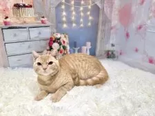 マンチカン(長足)【東京都・男の子・2025年8月23日・クリームタビー】の写真15