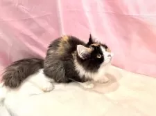 マンチカン(長足)【東京都・女の子・2025年4月16日・キャリコ】の写真15