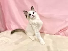 ラグドール【東京都・女の子・2025年7月13日・シールポイントバイカラー】の写真15