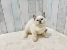 ラグドール【東京都・男の子・2025年6月11日・ブルーポイントミテッド】の写真6