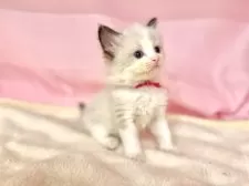 ラグドール【東京都・女の子・2025年6月11日・シールポイントバイカラー】の写真15