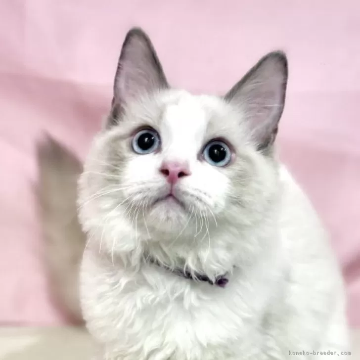 ラグドール【東京都・男の子・2025年6月27日・ブルーポイントバイカラー】の写真1