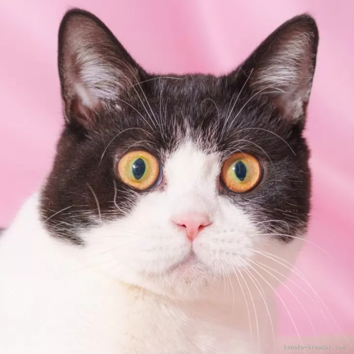 ID:2501-00108の子猫