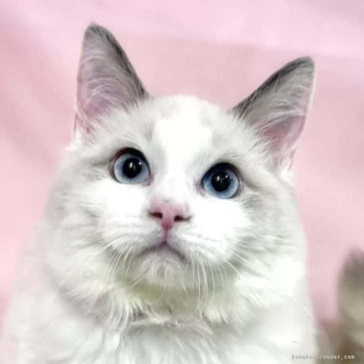ラグドール【東京都・女の子・2025年6月27日・ブルーポイントバイカラー】の写真1