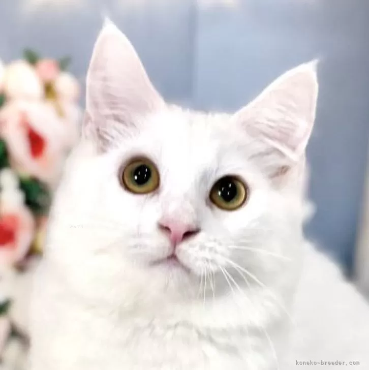 ノルウェージャンフォレストキャット【東京都・女の子・2025年8月2日・ホワイト】の写真1