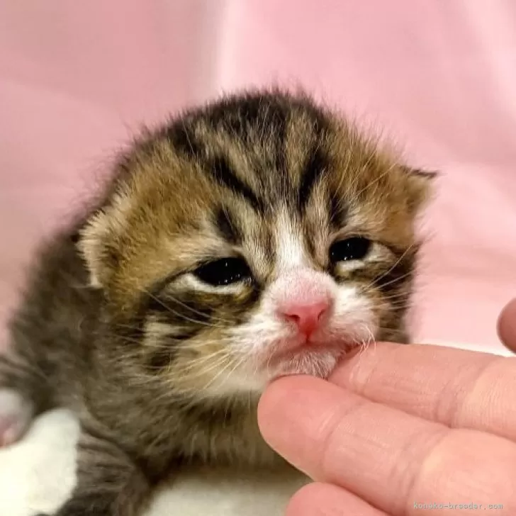 マンチカン(長足)【東京都・女の子・2025年10月19日・ブラウンタビー&amp;ホワイト】の写真1