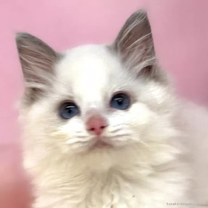 ID:2505-01661の子猫