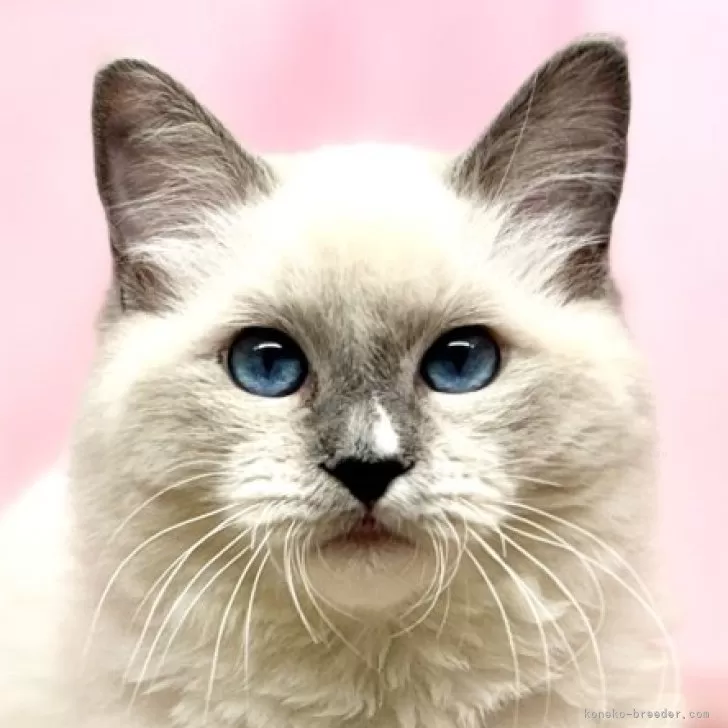 ID:2410-00886の子猫