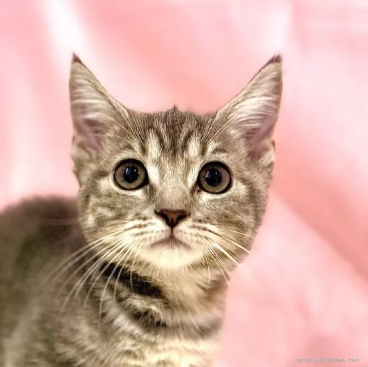 ID：2509-01822の子猫