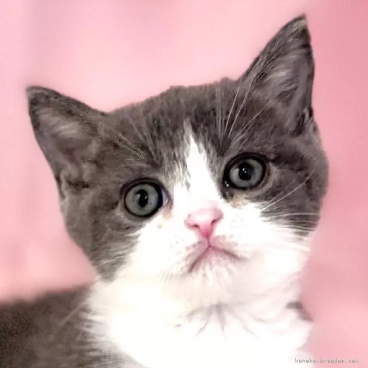 ID：2503-00805の子猫