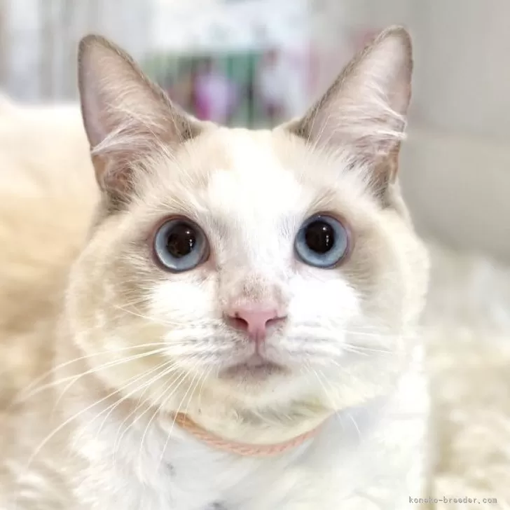 ラグドール【東京都・女の子・2025年6月27日・ブルーポイントバイカラー】の写真1「一番小柄な子です♪」