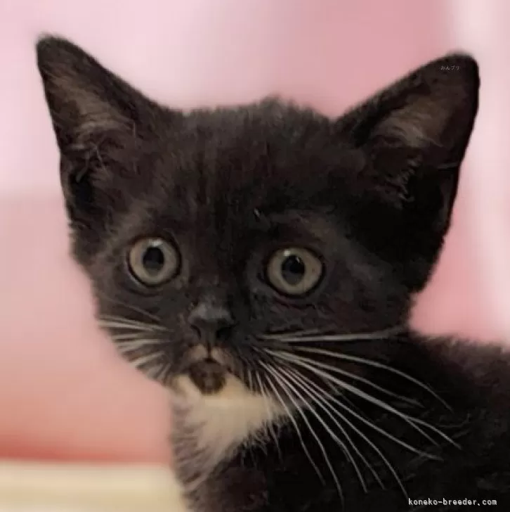 ID：2501-00123の子猫