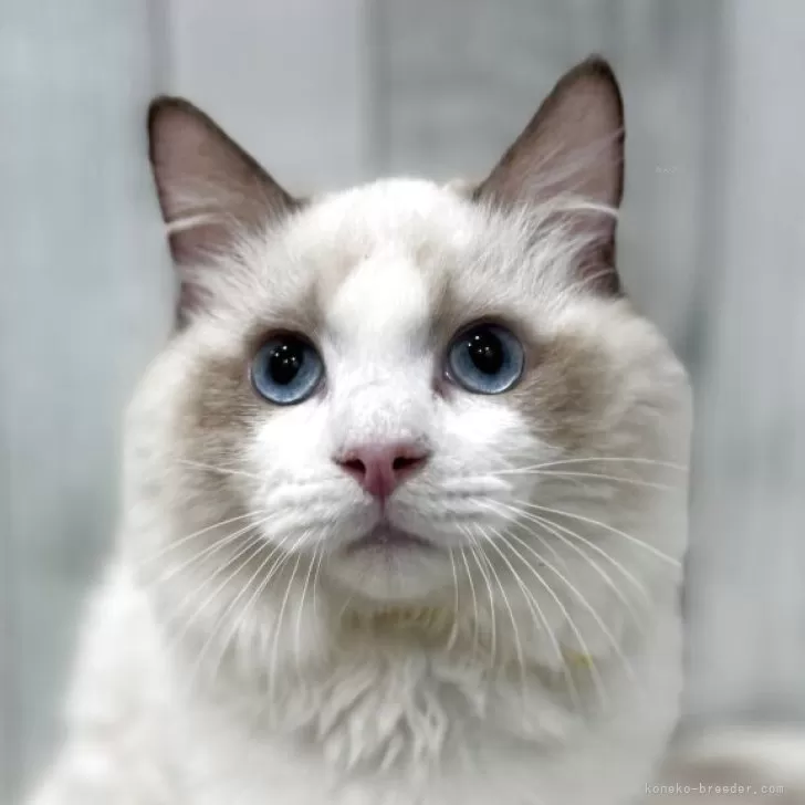 ラグドール【東京都・男の子・2025年4月13日・シールポイントバイカラー】の写真1