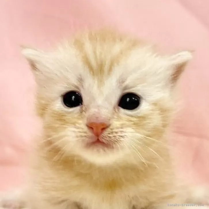 マンチカン(長足)【東京都・女の子・2025年10月11日・レッドタビー】の写真1