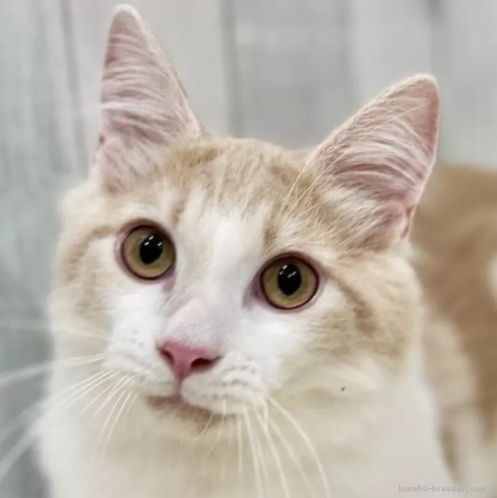 ID:2505-01812の子猫