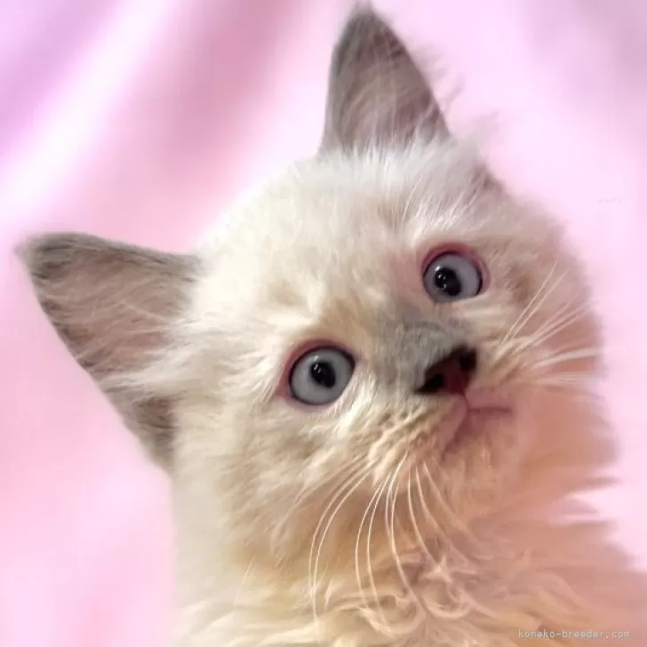 あさ 様のお迎えした子猫