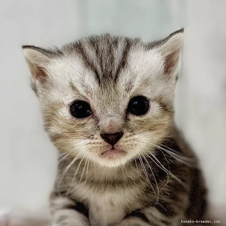 マンチカン(短足)【東京都・女の子・2025年8月23日・シルバータビー】の写真1