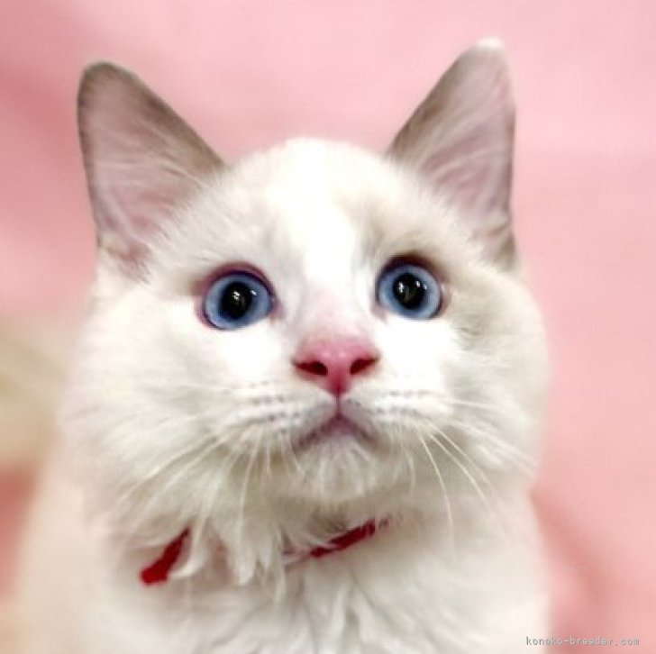 ブリーダー画像