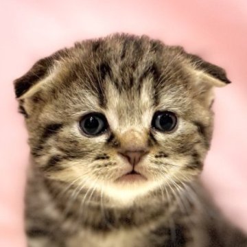 スコティッシュフォールド(折れ耳)【東京都・男の子・2025年10月11日・ブラウンタビー】の写真「クリスマスお迎えOK◎🎄もちもち可愛いスコ兄弟♪」