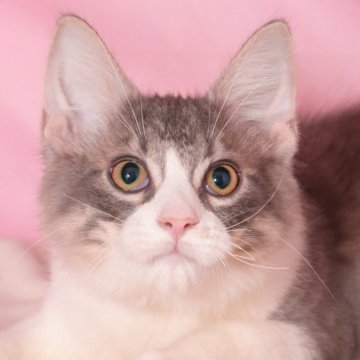 ノルウェージャンフォレストキャット【東京都・男の子・2025年5月15日・ブルー&ホワイト】の写真「両親遺伝子検査クリア◎むっちりフワフワ兄弟💚」