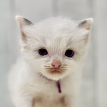ラグドール【東京都・男の子・2025年8月21日・ブルーポイントバイカラー】の写真「両親遺伝子検査クリア◎もふもふ愛らしいラグ兄弟💜」