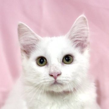 ノルウェージャンフォレストキャット【東京都・女の子・2025年8月2日・ホワイト】の写真「両親遺伝子検査クリア◎コロンと可愛いノルウェー✨」