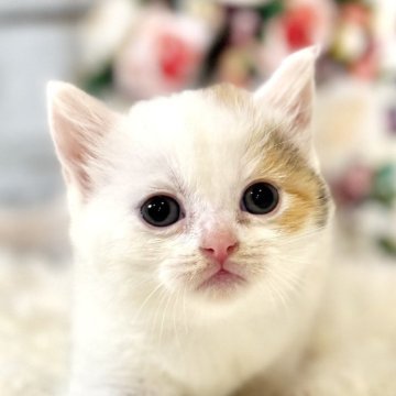 マンチカン(短足)【東京都・女の子・2025年10月19日・キャリコ】の写真「クリスマスお迎えOK◎🎄ころんころんなマンチカン」