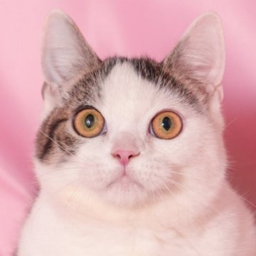 マンチカン(短足)【東京都・男の子・2025年4月16日・ブラウンタビー&ホワイト】の写真「両親遺伝子検査クリア◎個性揃いな懐っこマンチ✨」