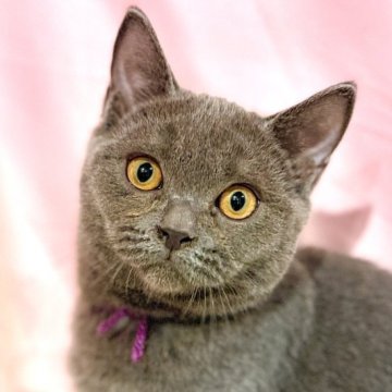 ブリティッシュショートヘア【東京都・男の子・2025年6月30日・ブルー】の写真「両親遺伝子検査クリア◎丸顔揃いのブリティッシュ💜」