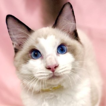 ラグドール【東京都・男の子・2025年7月13日・シールポイントバイカラー】の写真「両親遺伝子検査クリア◎むちむちなラグ兄弟💛」